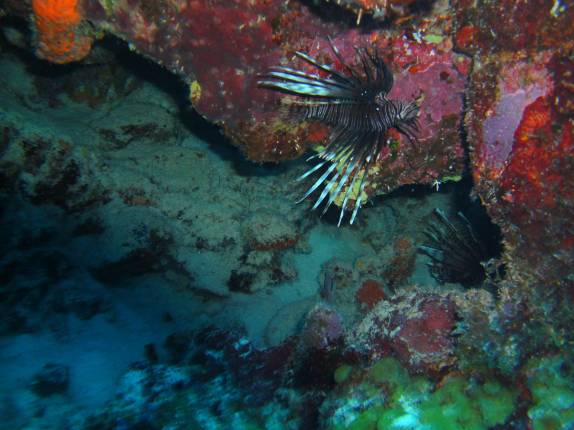 Lion Fish em mergulho em Karpata, no norte de Bonaire